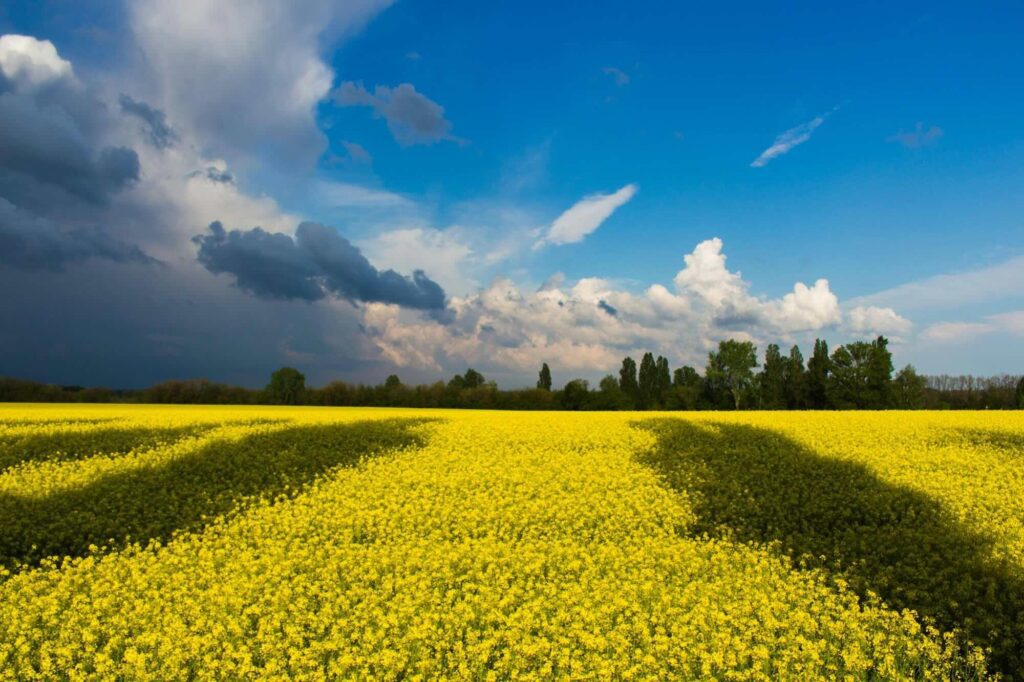 Ukrainian Fields Kstupak